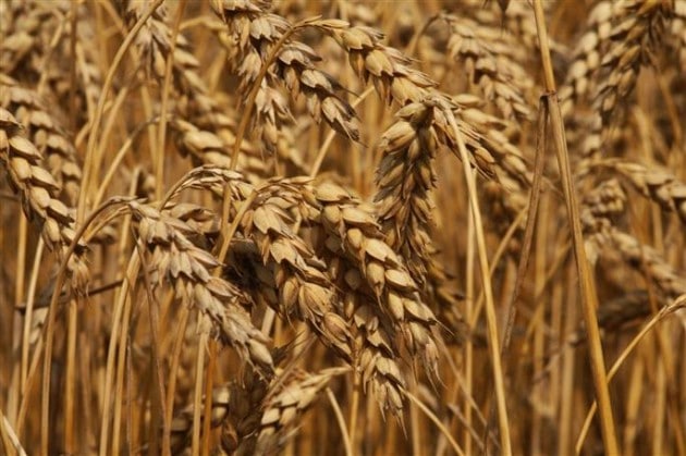cibi che contengono glutine: il grano