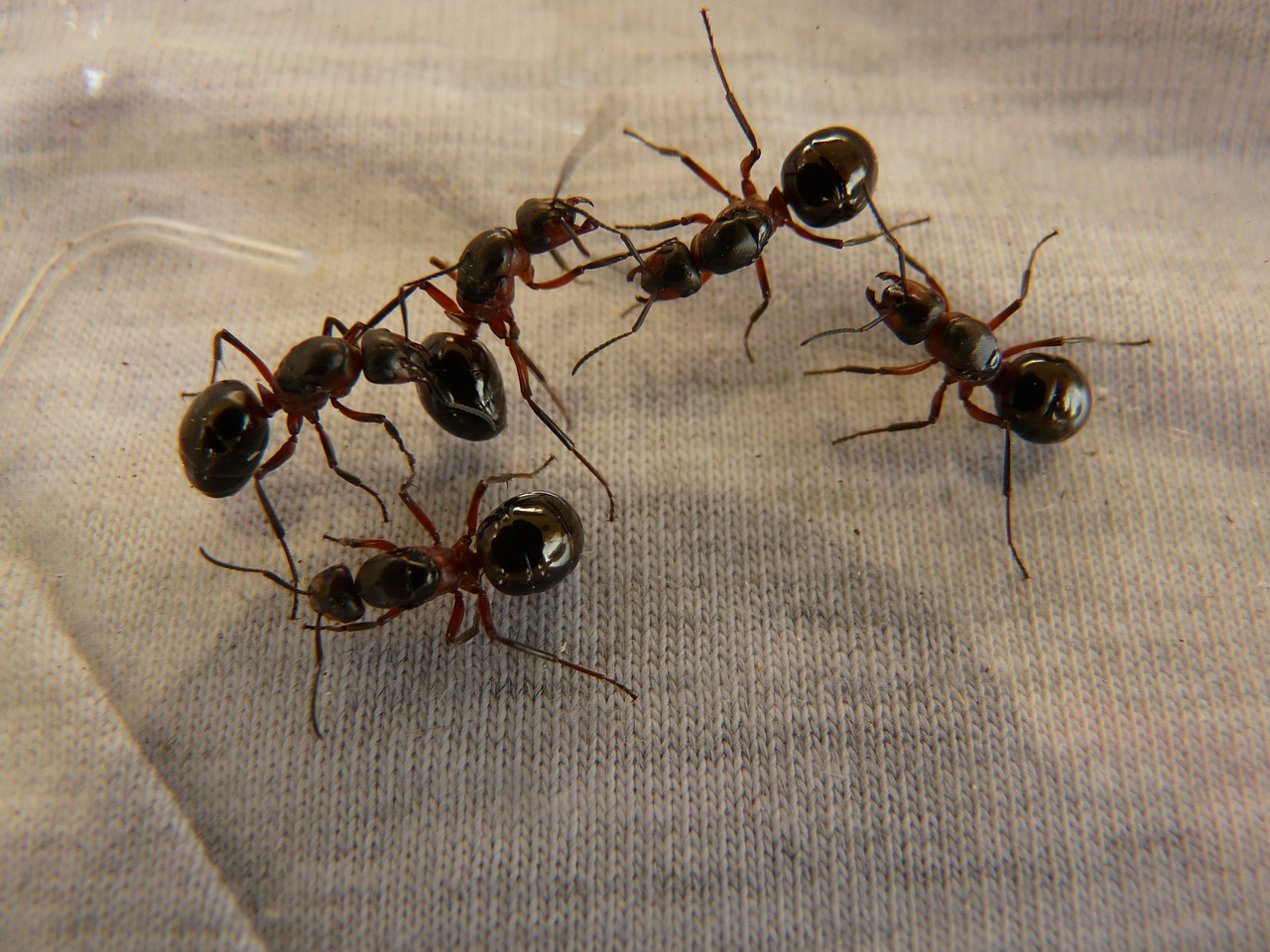 Rimedi naturali per le formiche