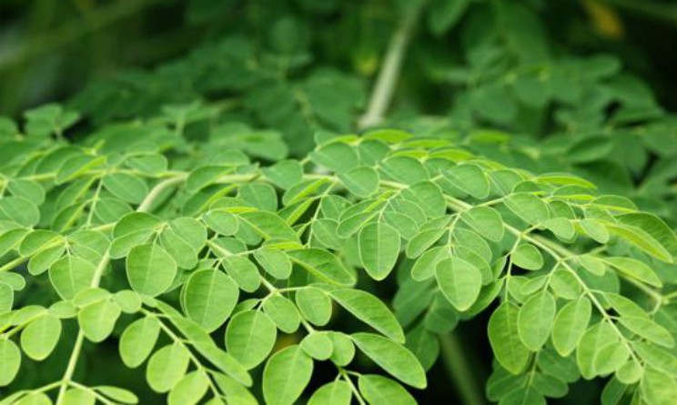 Moringa Oleifera benefici proprieta e controindicazioni