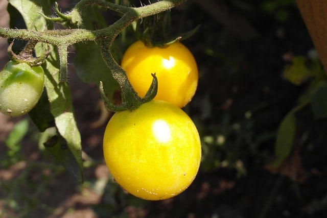 pomodori gialli
