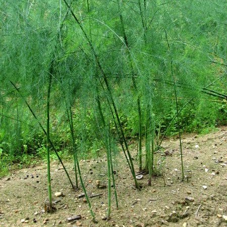 pianta asparago