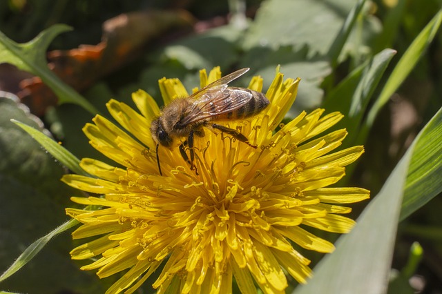 un'ape produce miele di tarassaco